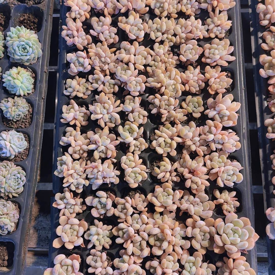 直播一物一拍多肉175