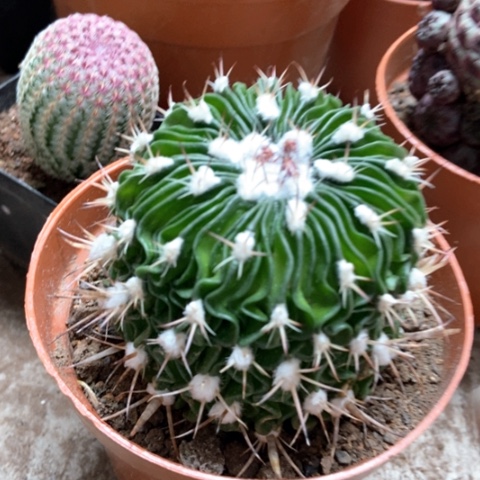 多了玉仙人球8米仙人球