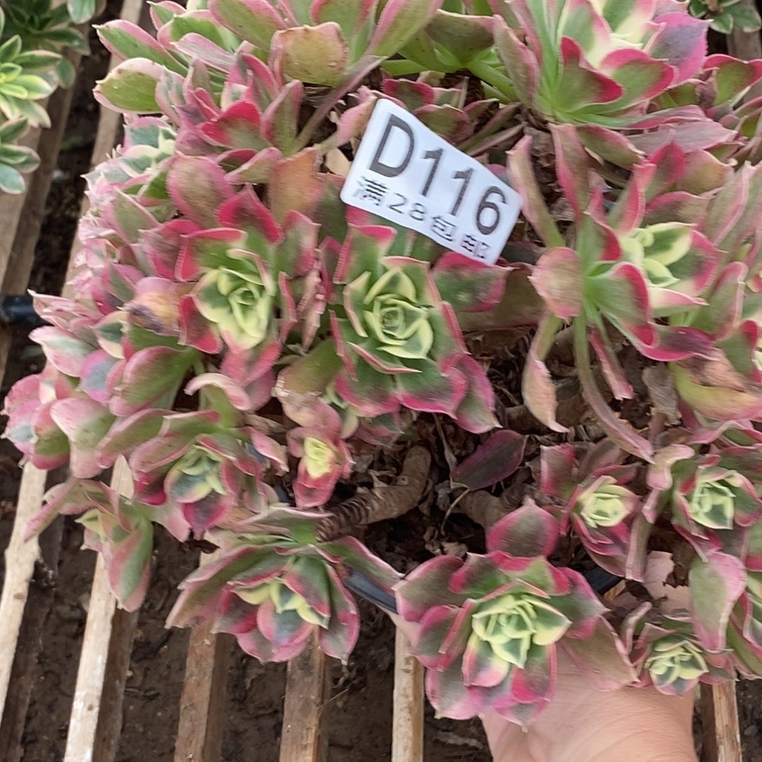 116 多肉植物不包断枝