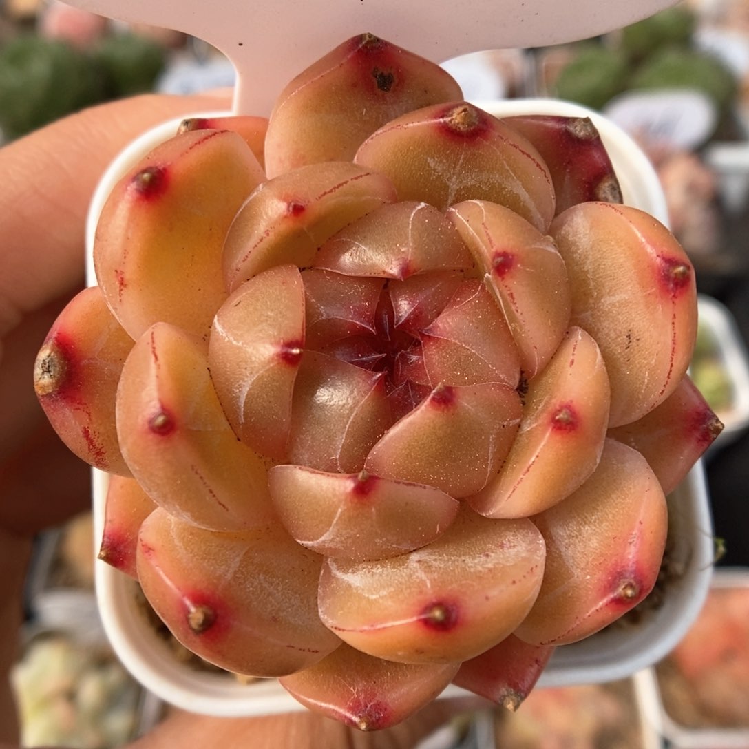 血橙珍妮可拍4745号。  