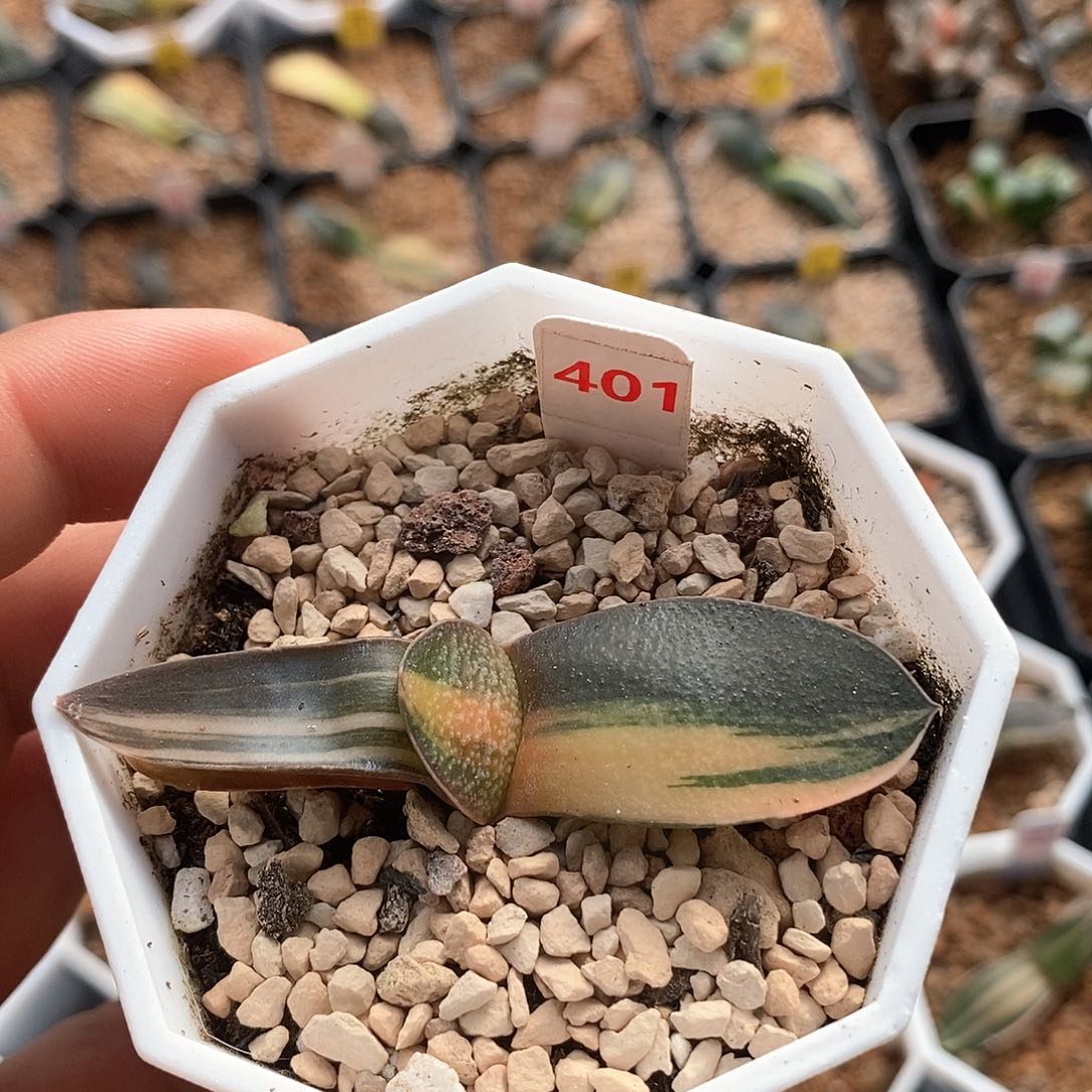 红陶401号卧牛锦一物一拍