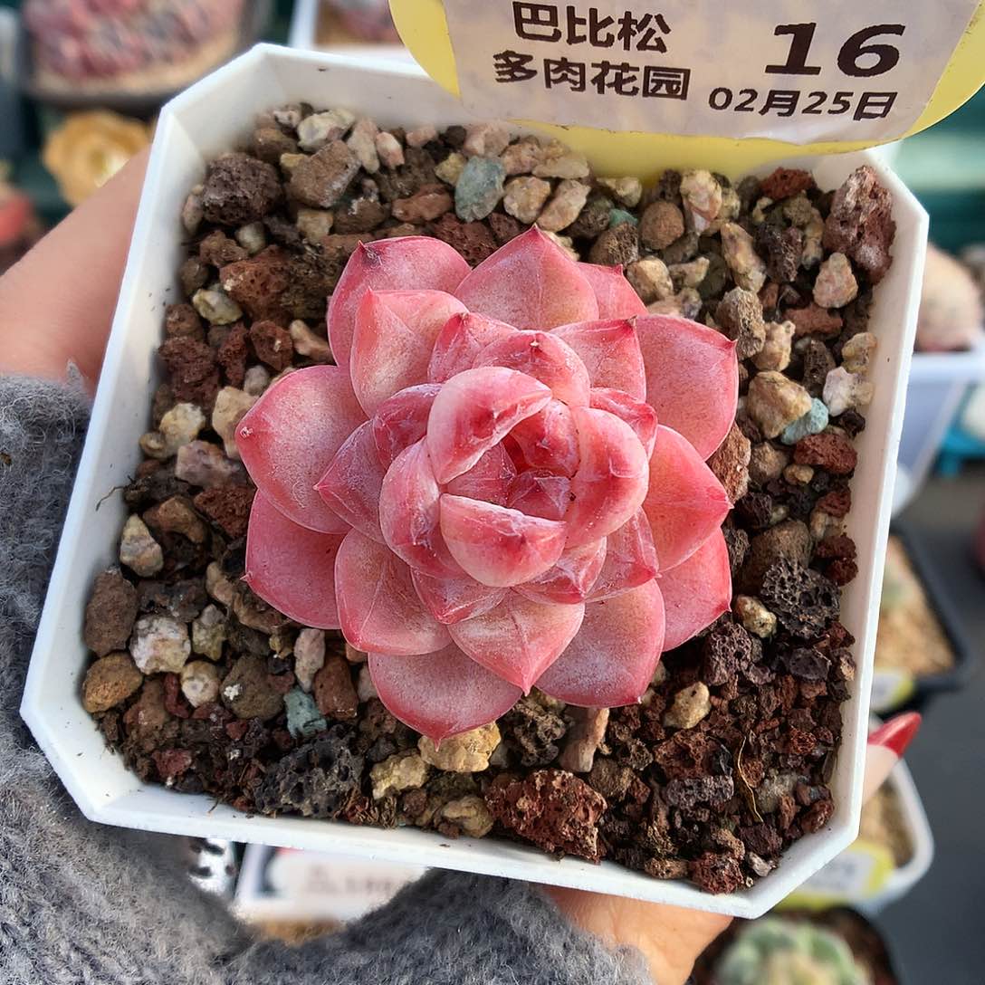 16粉心糖心多肉植物