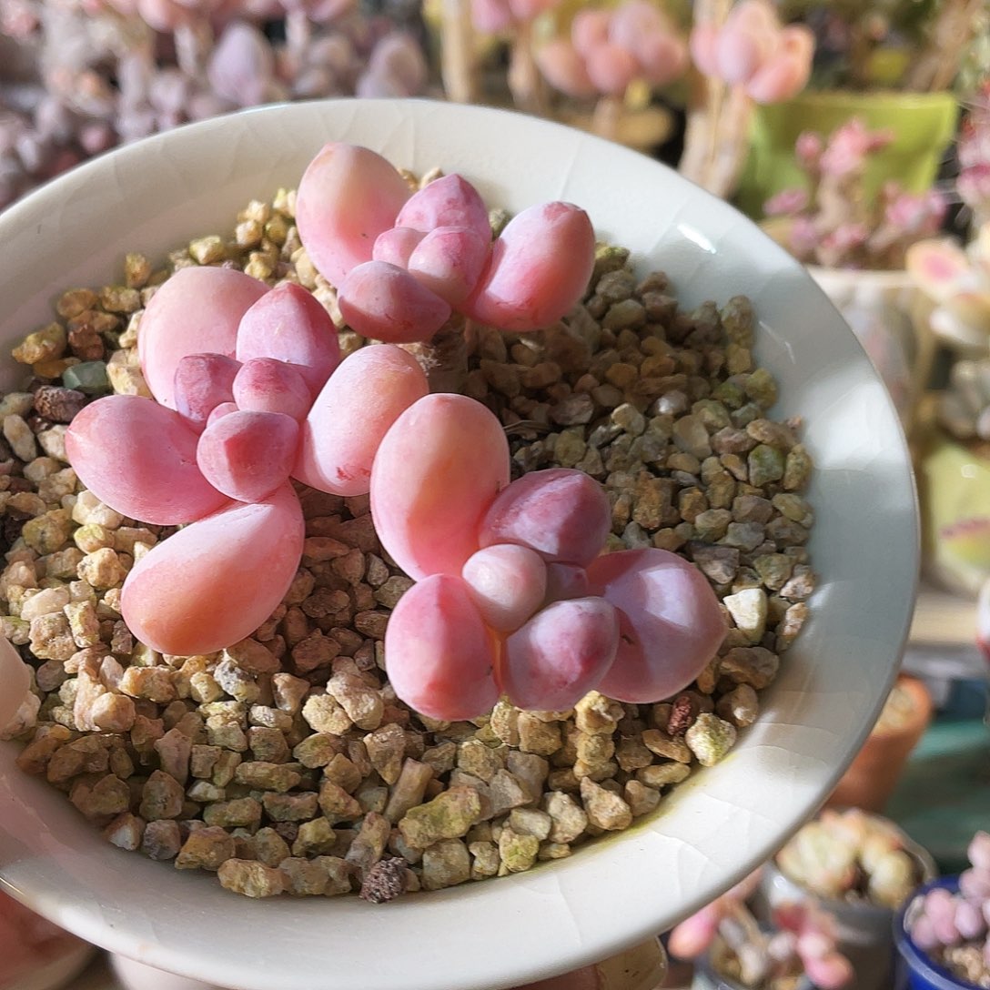 ****萌多肉植物的生长发育和生长发育等方面