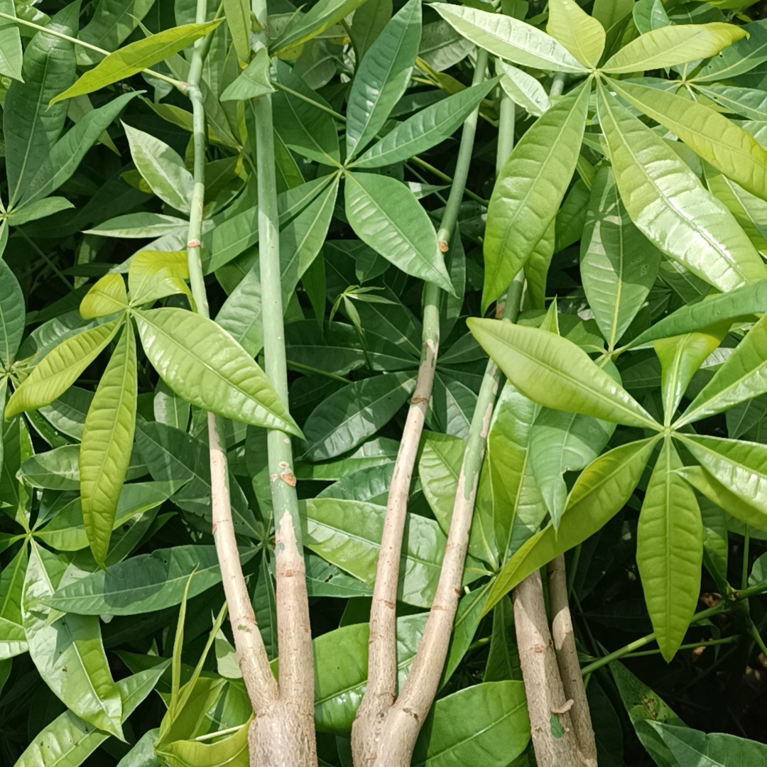 双杆发财树室内外绿植四季常青好养活寓意招财南天竹