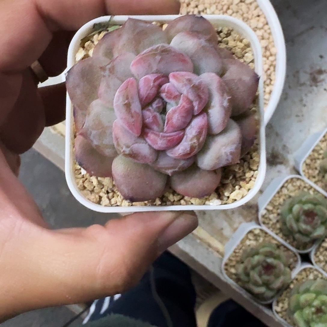 糖心杂交  一物一拍