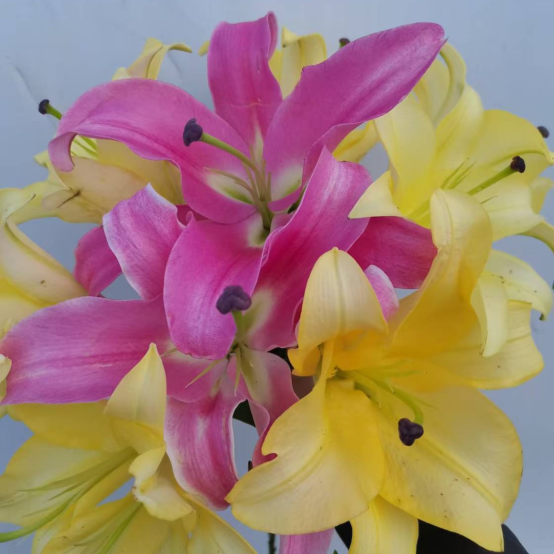 混合颜色香水百合鲜花水养花家庭插花