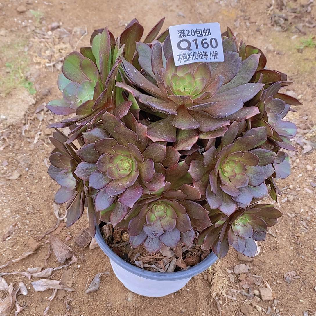 160万灰花脸多肉法师锦