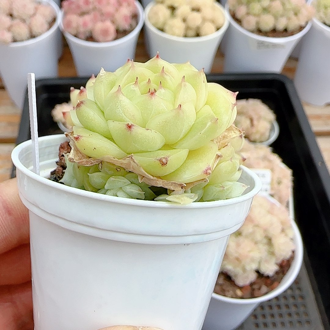 *****1227-36（fm-137）优选