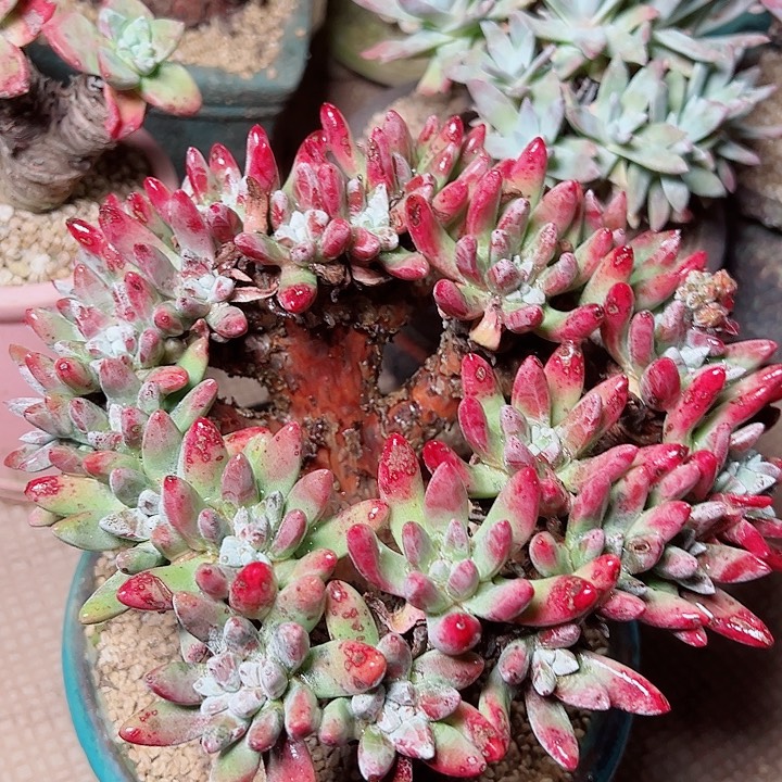 9405海瑟拇指仙女杯多肉