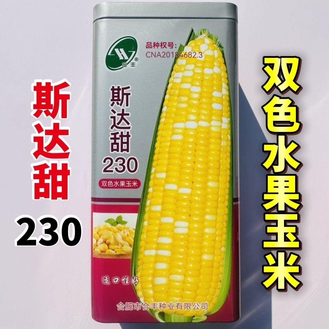 【国审金银双色超甜水果玉米】水果玉米种子早熟大棒甜脆爆汁可生吃