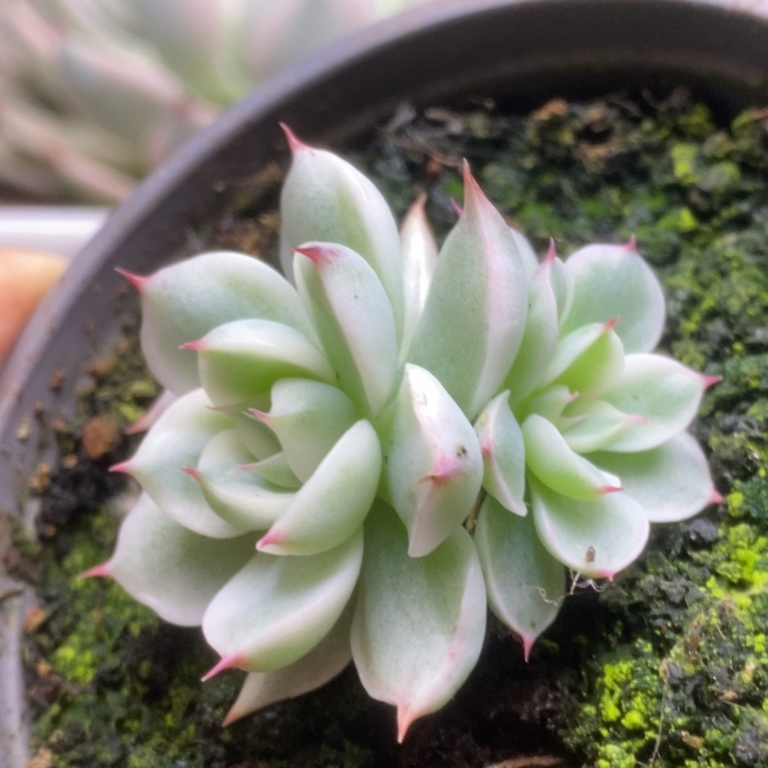 499锦锦锦锦锦锦锦锦锦