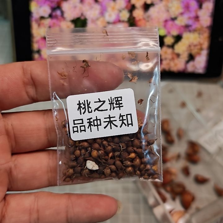 酢酢浆草早花桃之辉品种未知