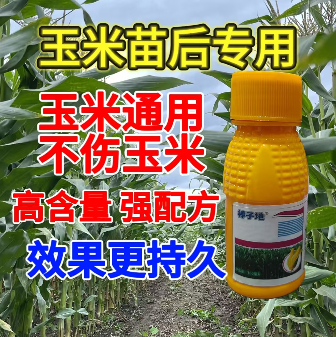 C达玉米地苗后专用不伤玉米苗持久有效野外