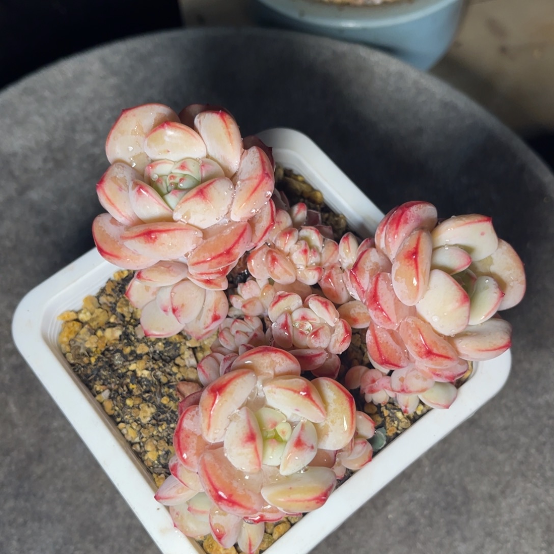 香草 十公分 带土