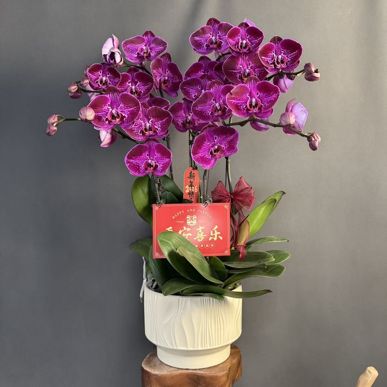 【一帘幽梦】复古紫粉色大花 台湾品种 珍藏款高端组盆 蝴蝶兰 