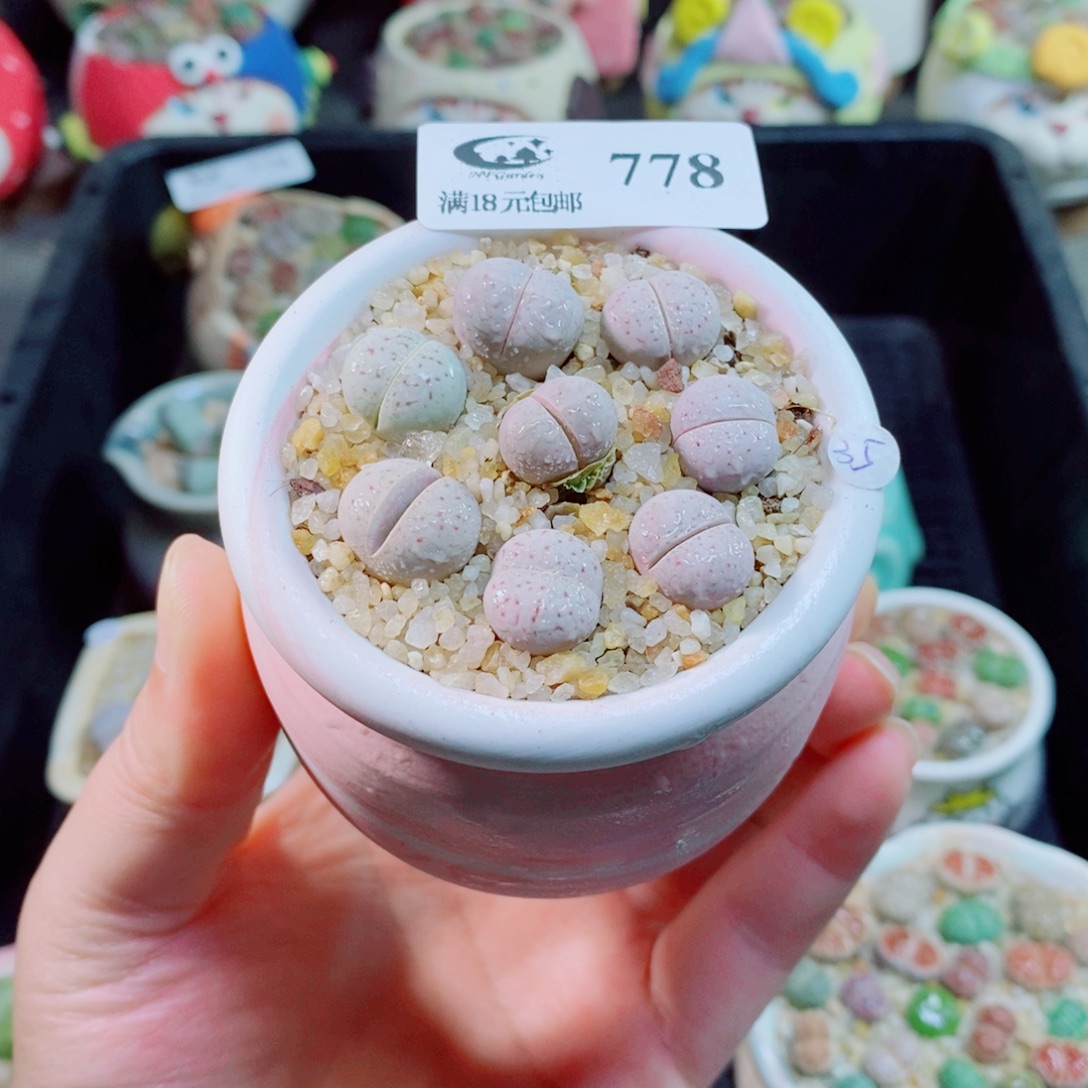 生石花花花花花花778