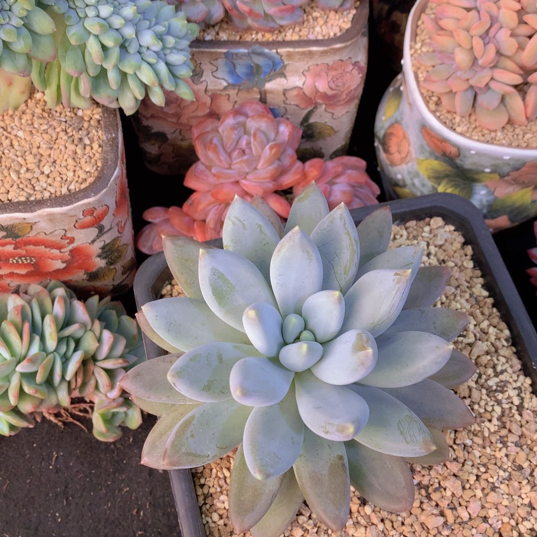 精品多肉植物花卉盆栽花卉