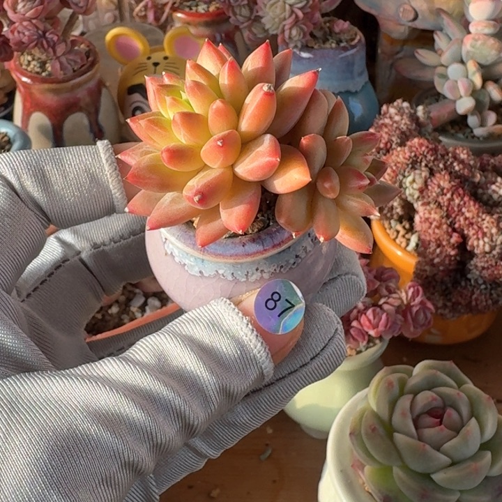 87 多肉含盆土30元包邮除偏远