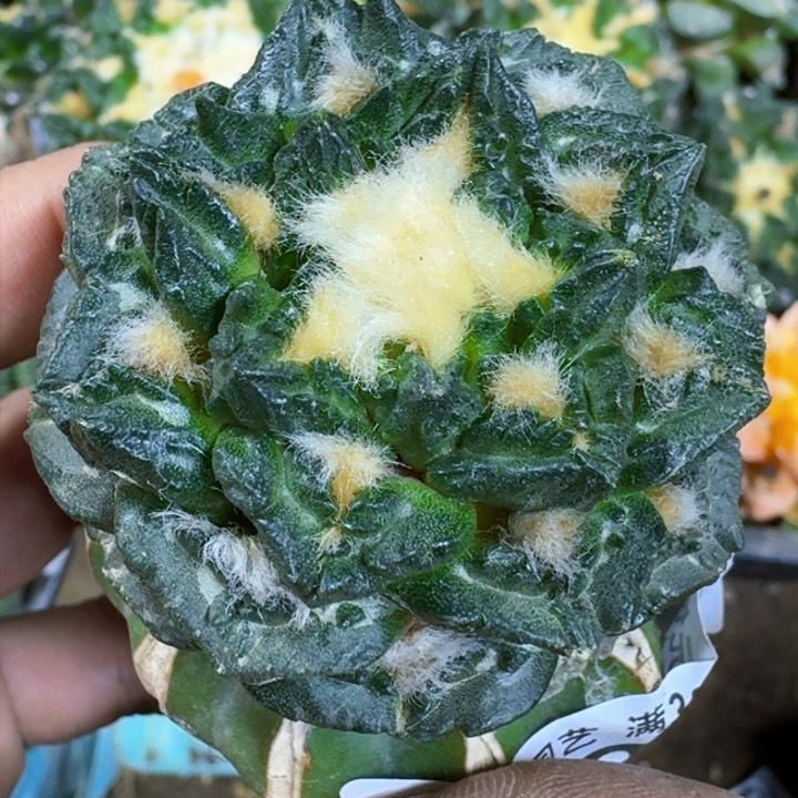 福利苗接小尤龟甲594