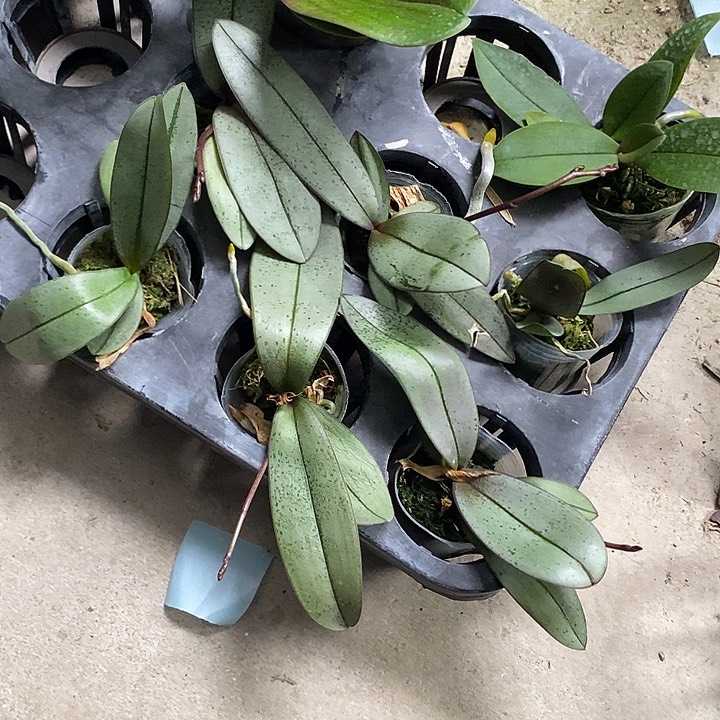 当前无花栽培后可以开花小粉扑