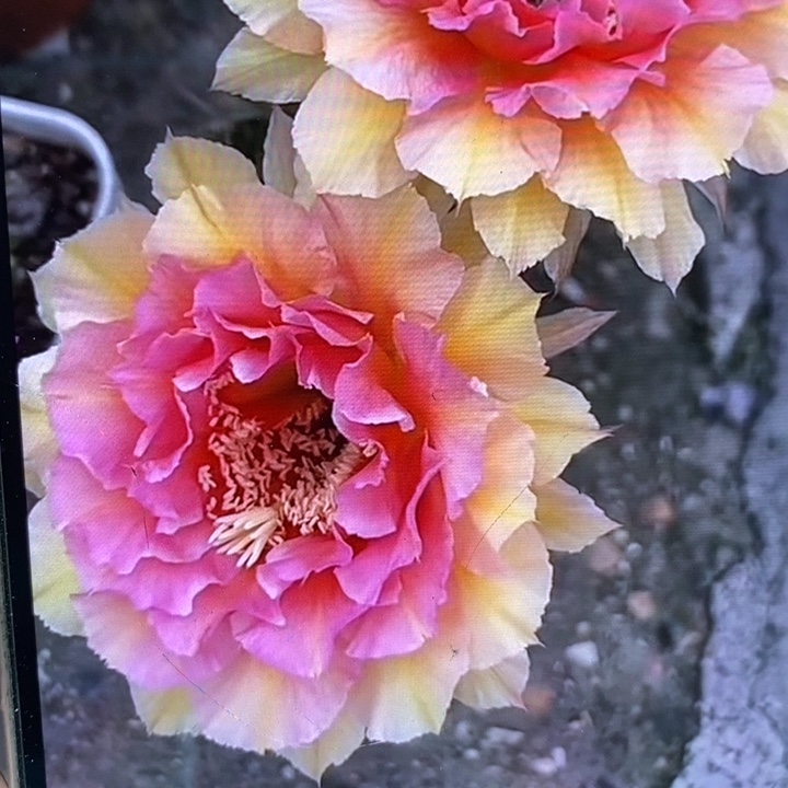 彩草42号侧芽3.5公分左右