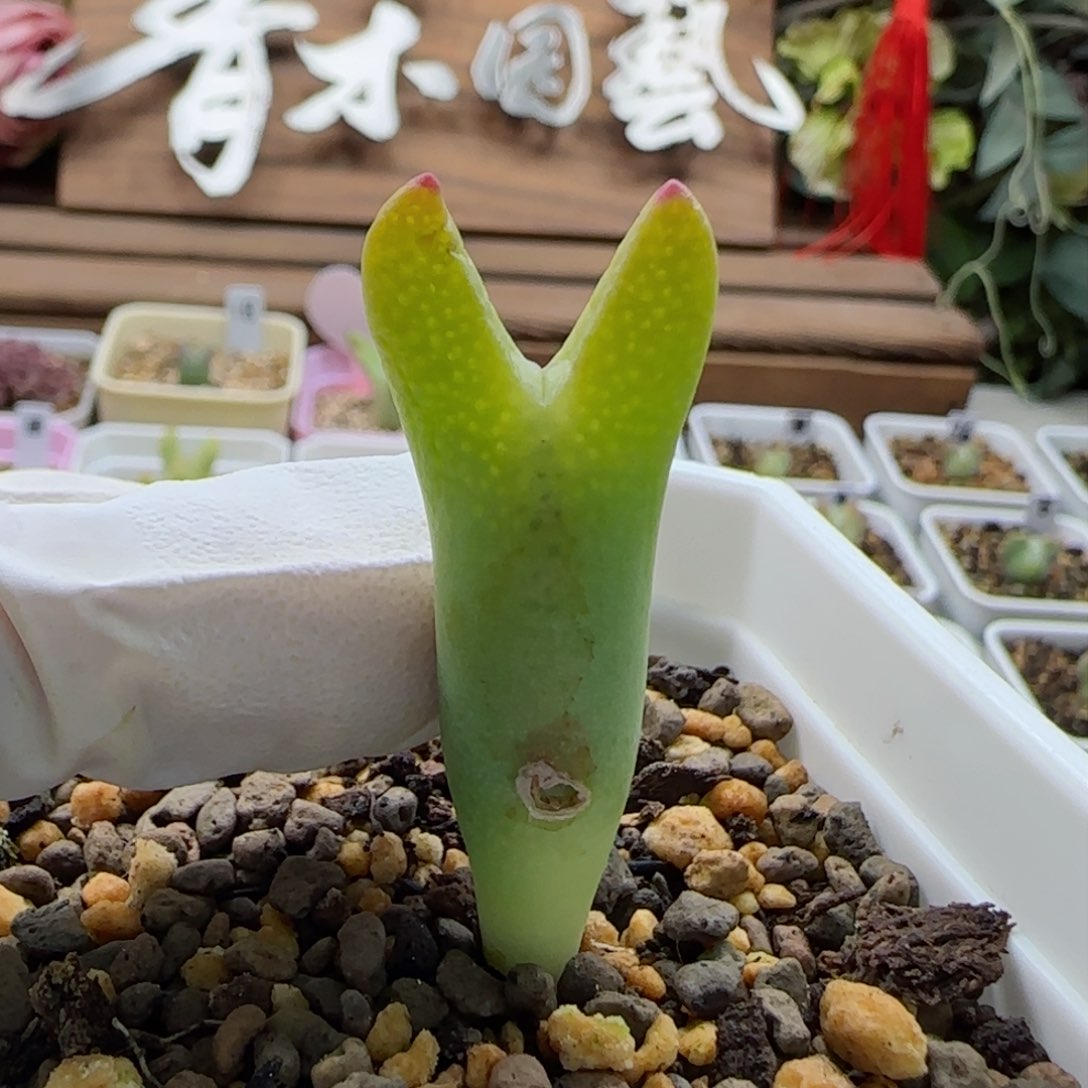 2-9-4-6当天满58包邮黄皮一点红皮卡丘有疤脱土