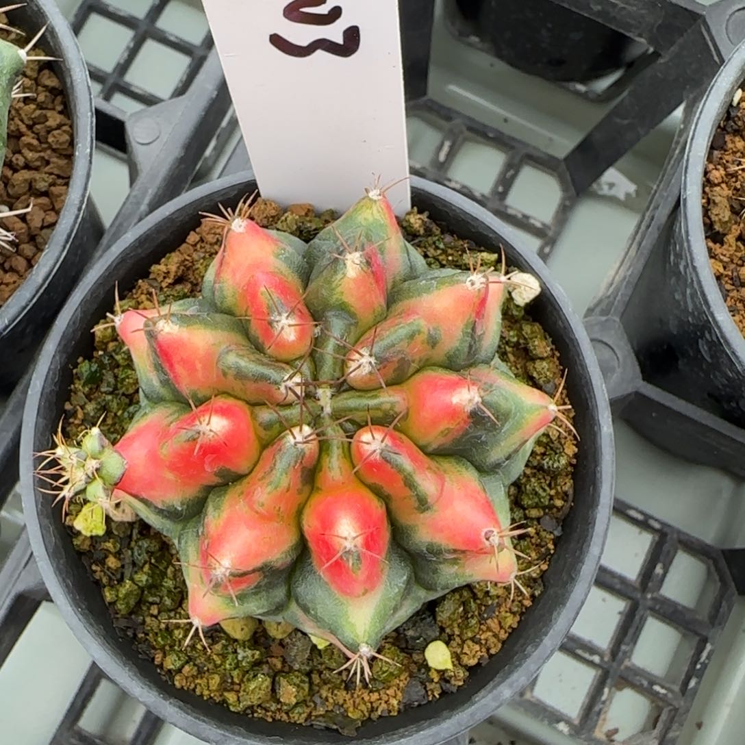 103-0213红龙脱土发多肉