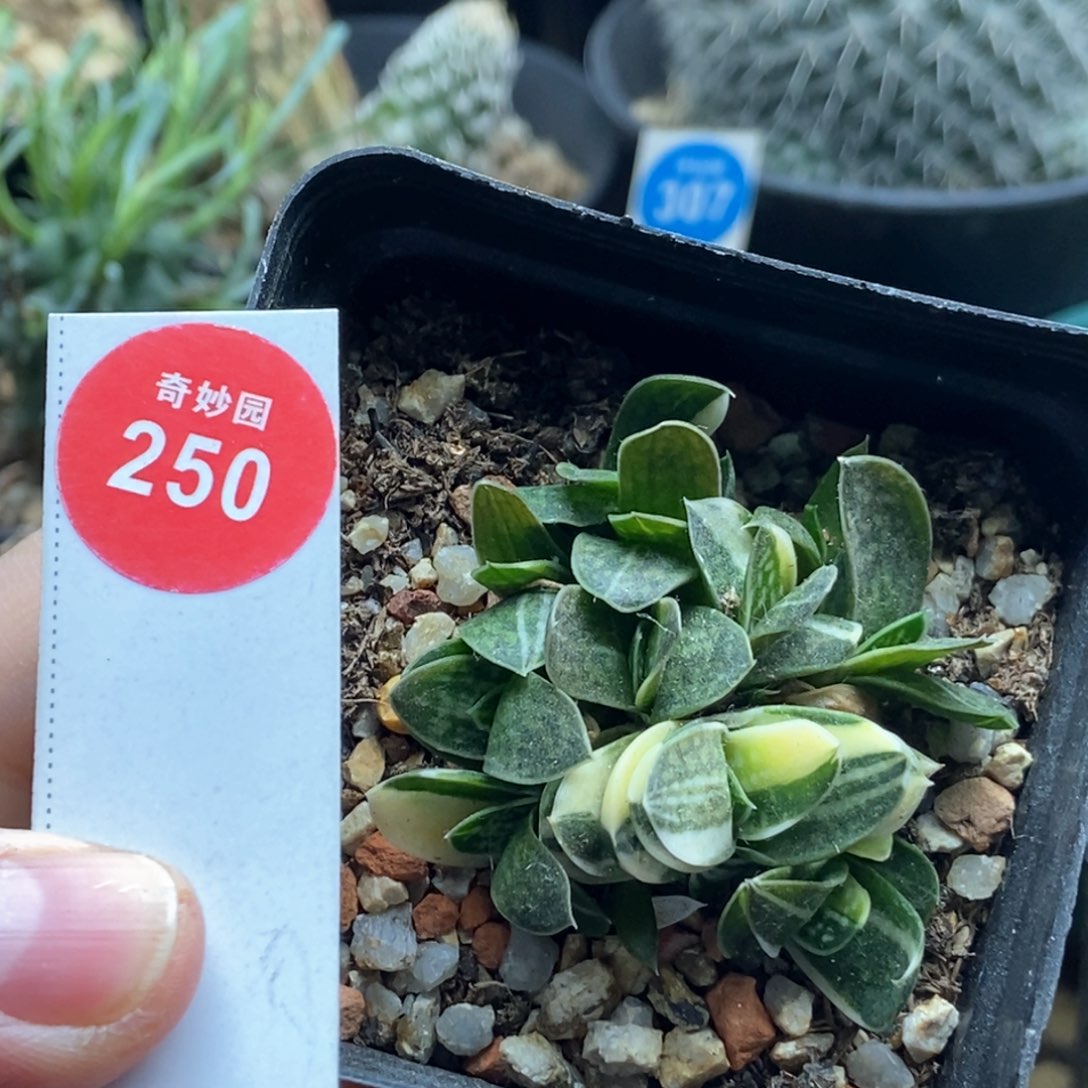 卧牛锦群一颗668875