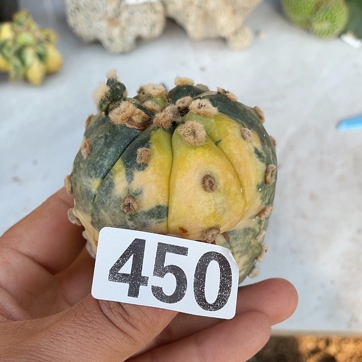 452三角嫁接都紧一颗仙人球