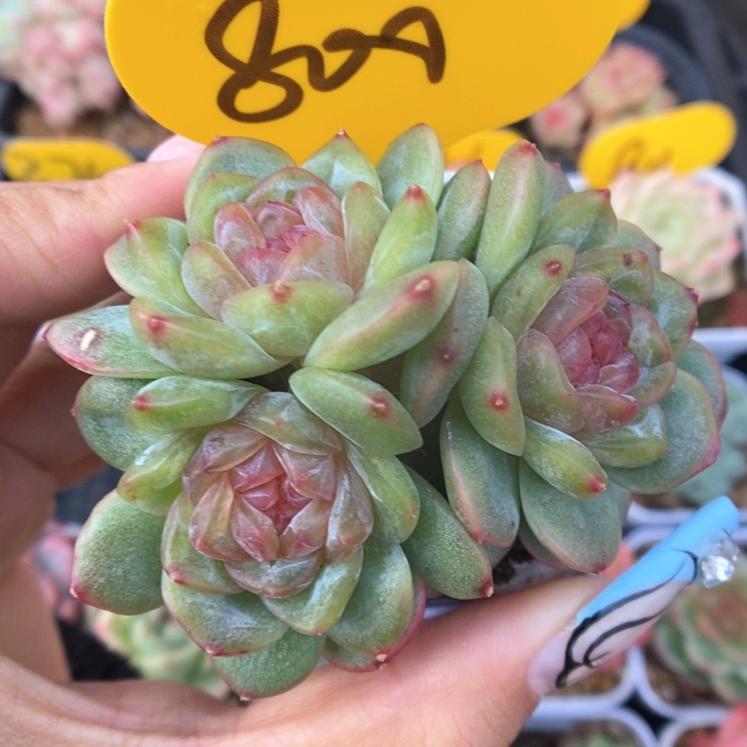 芙汐珍妮群生800号