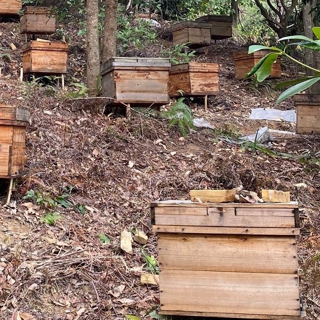中蜂.土蜂蜜蜂带子脾笼蜂