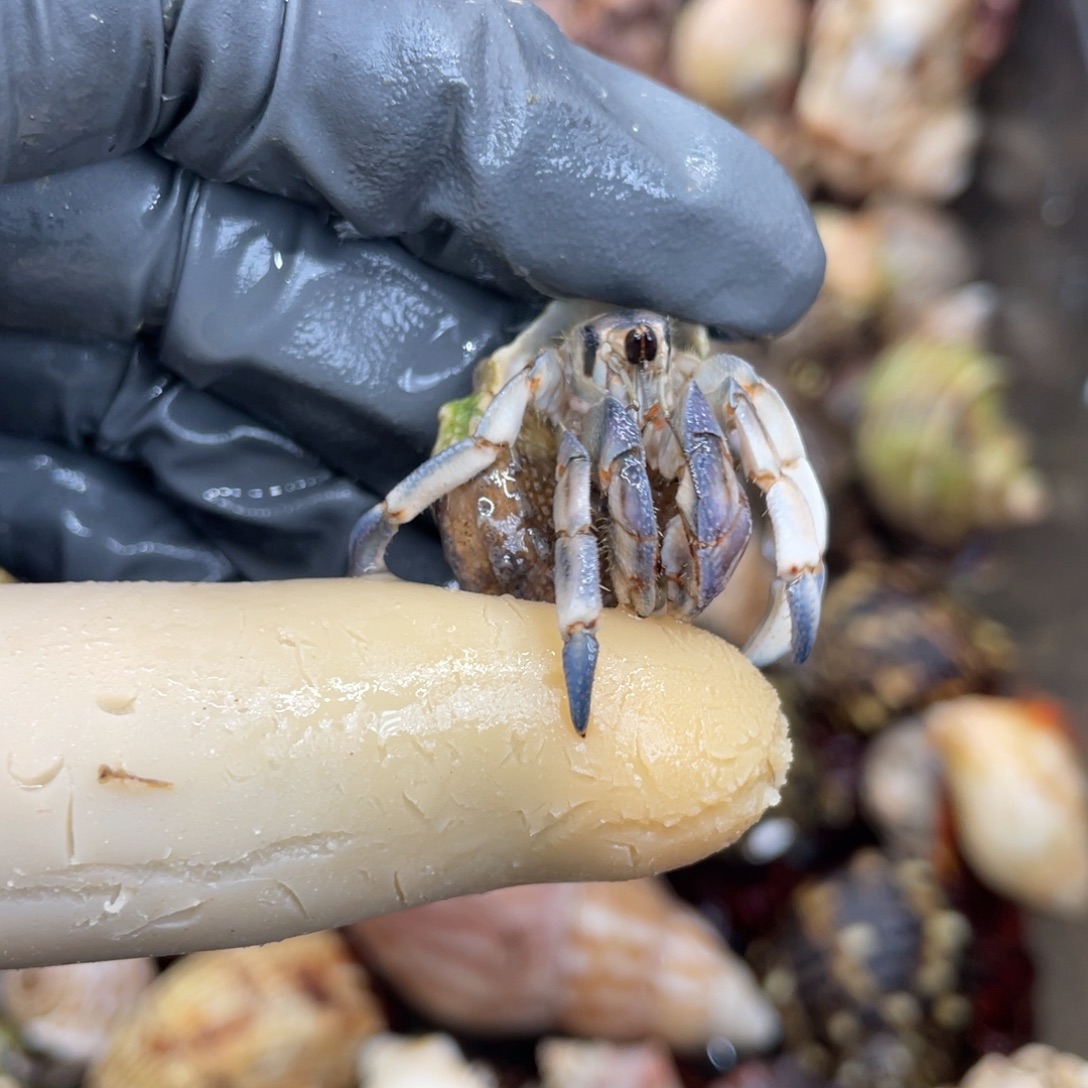 不退不换活体宠物167