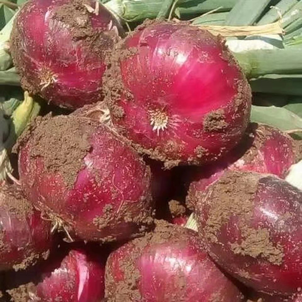 河南开封新鲜紫皮洋葱可生吃的水果扁洋葱口感脆甜农特产