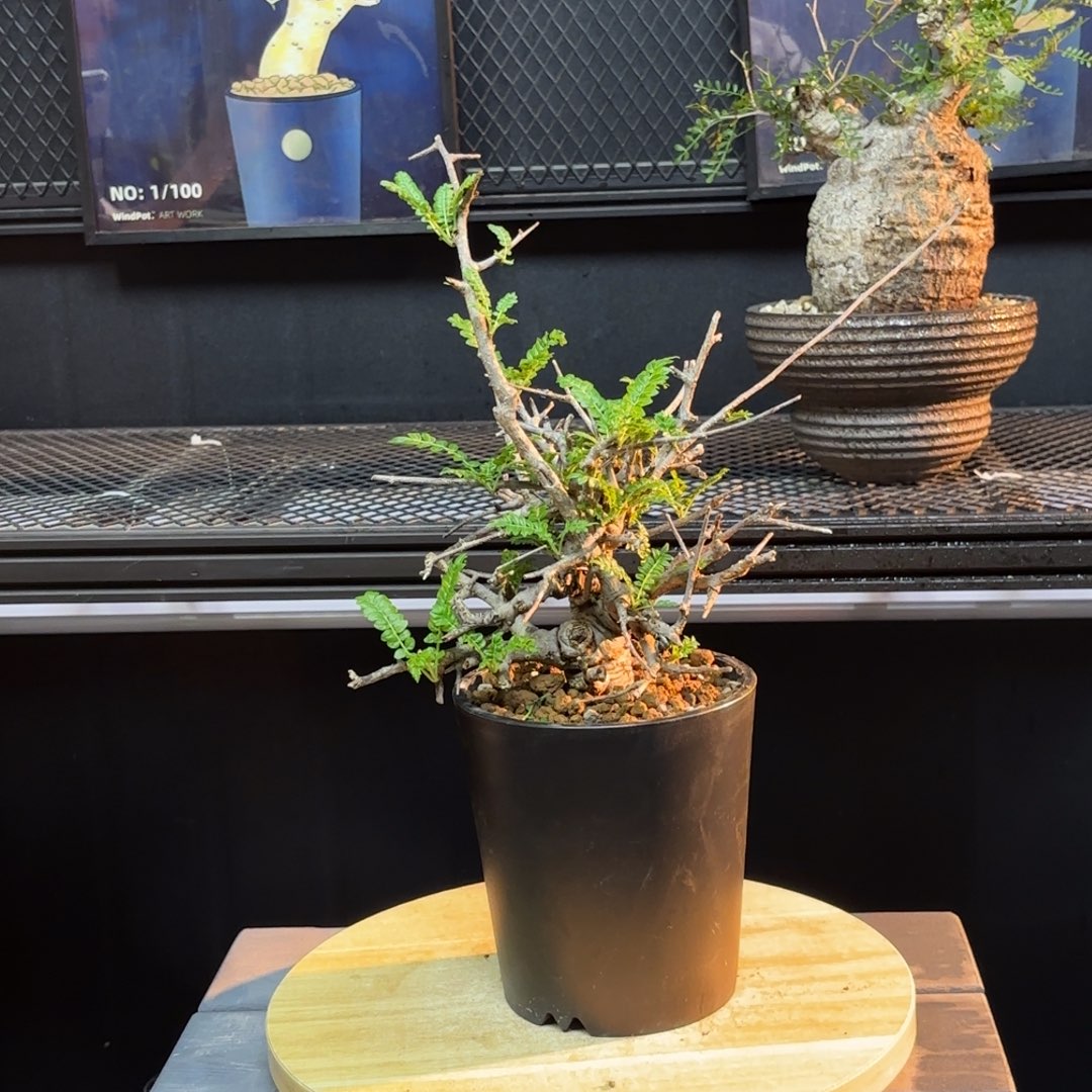 尼勒达乳香哈哈哈哈哈哈哈哈