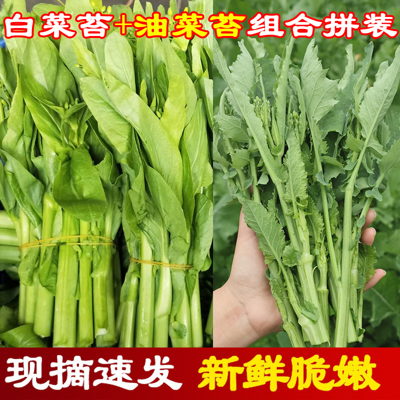 四川露天新鲜采摘油菜苔+白菜苔组合拼装混装农家时令鲜嫩