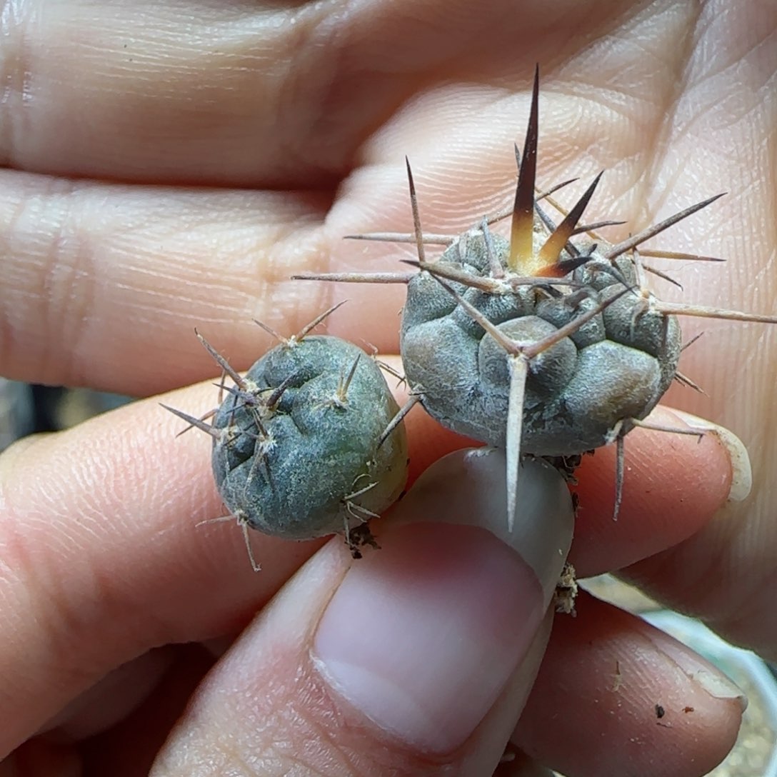 实生守金摩天龙多肉000