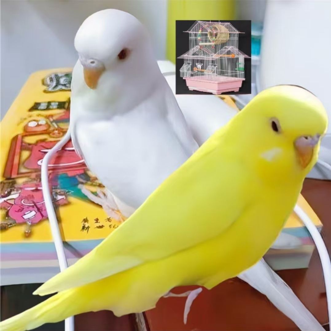 大头鹦鹉活体可手养一只大头鹦鹉活体可以手养一只价格