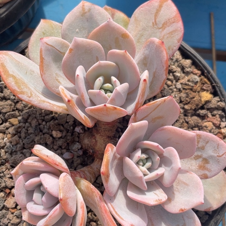 韩版爱奶茶，3头，无砍，瑕疵福利