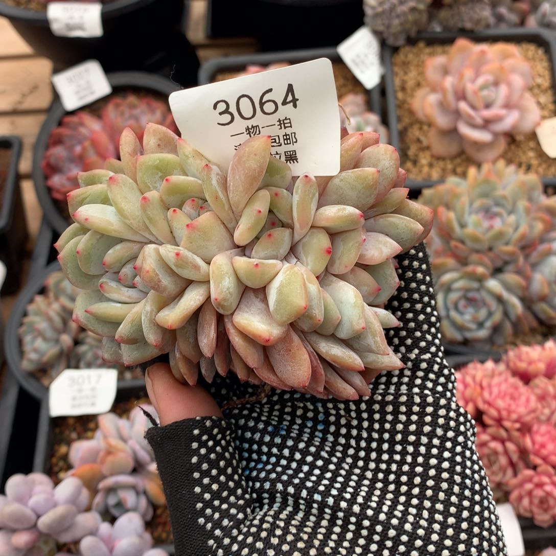 11厘米星影朵朵缀3064