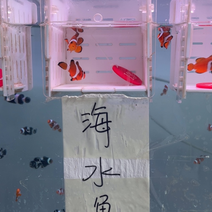 海水鱼精品黑边2条4-5