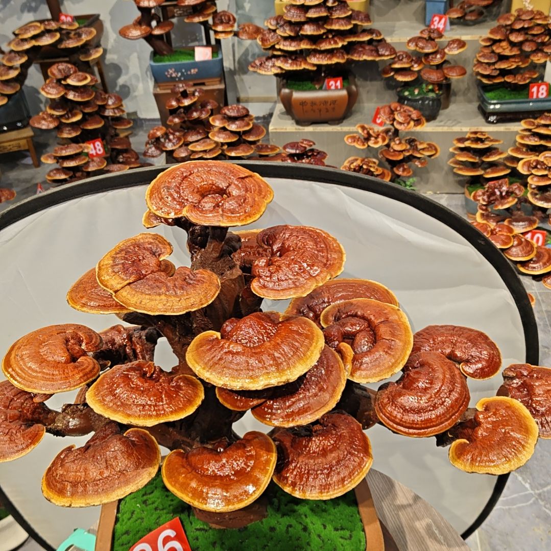 赤灵芝灵芝盆景灵芝花