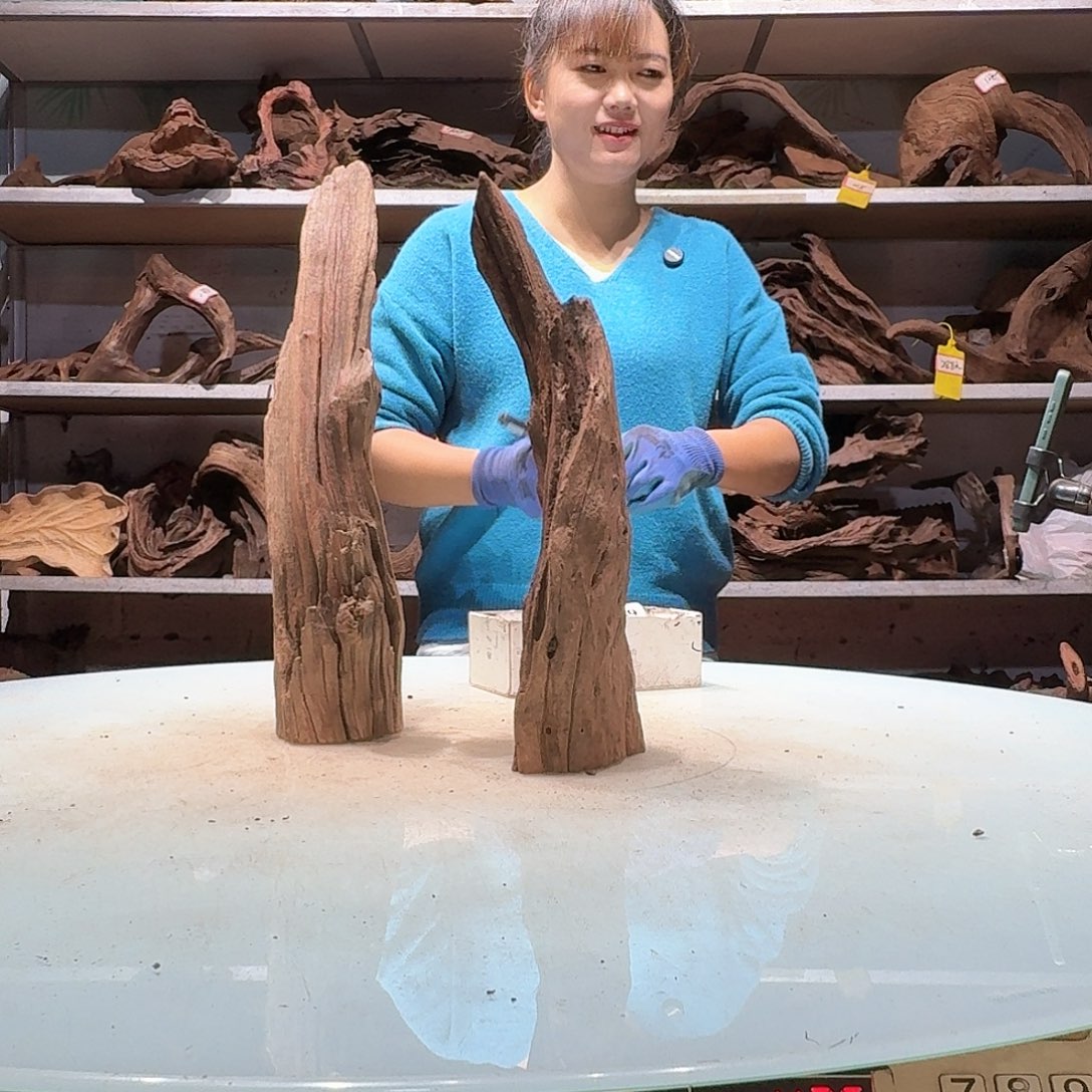 倍褚沉木不包损必褪色相*如6637-2