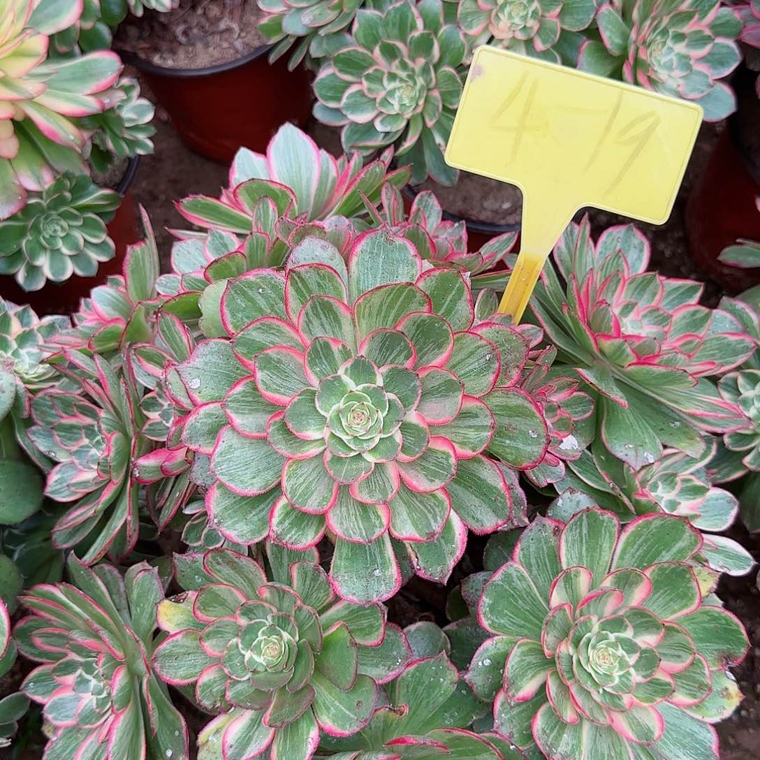 4-19--+多头多肉植物莲花座多头