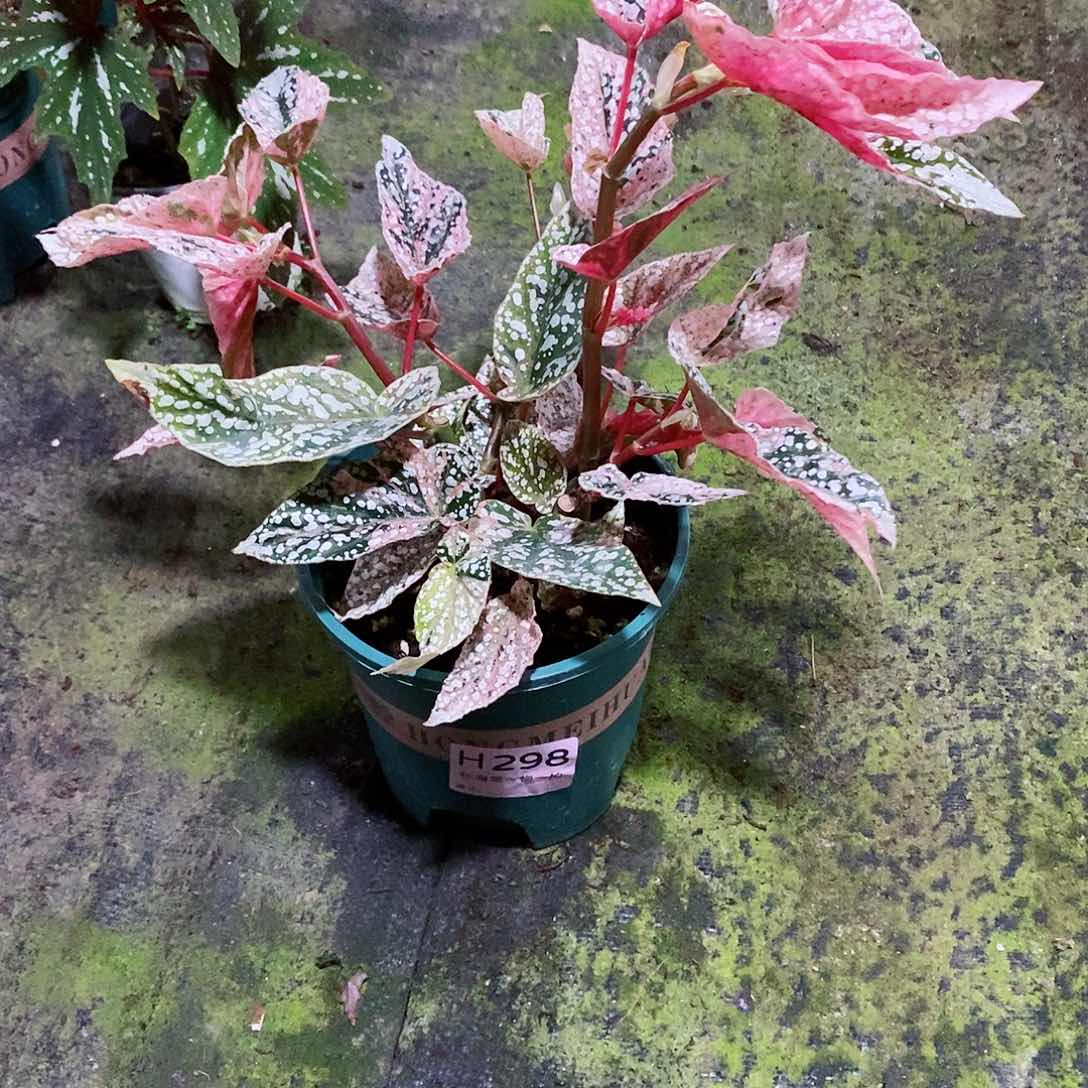 不开花植物南*秋海棠298