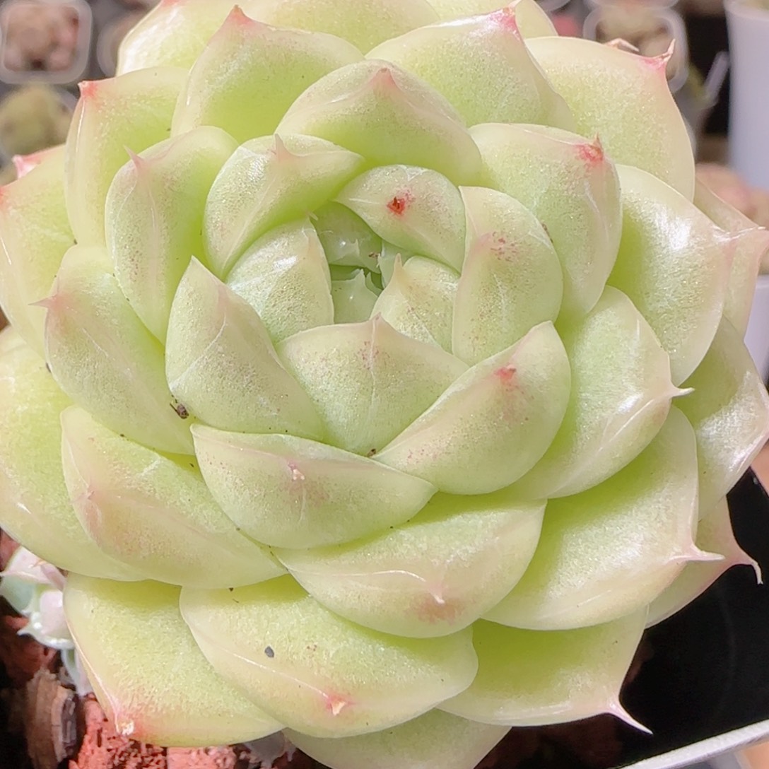 花语多肉1210-112散