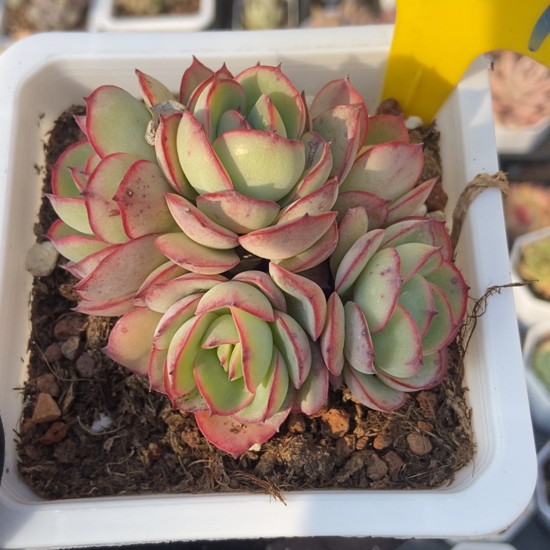 717牡丹亭多肉植物