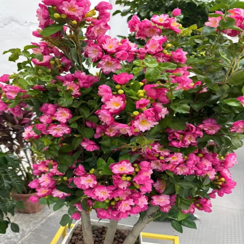 A彩色紫薇苗盆栽地栽均可当年开花耐寒耐热适合多场景种植