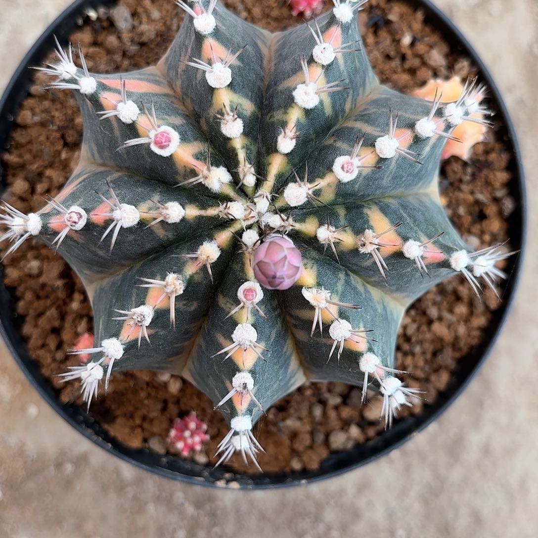 泰系米哈实生仙人球30号