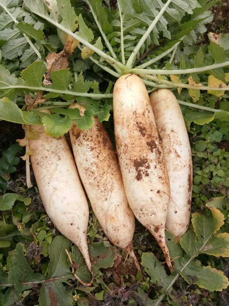 农家自种萝卜可生吃可用于泡菜腌制的新鲜蔬菜