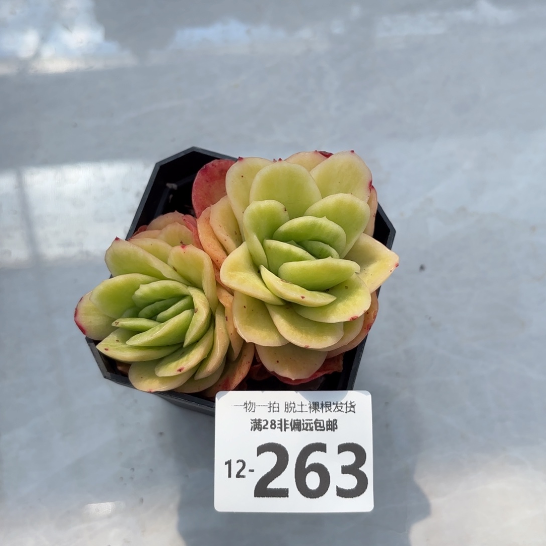 冰玫瑰锦一物一拍
